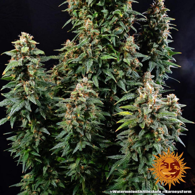 Watermelon Zkittlez Auto - autoflowering semena marihuany 10 ks Barney´s Farm