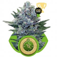 Northern Light Automatic - fem. i 3 nasiona Royal Queen Seeds