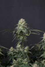 Tropicana Cookies FF - feminizované semená marihuany 10 ks Fast Buds