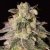 Shark Shock CBD - 10 Dinafem feminisierte Samen