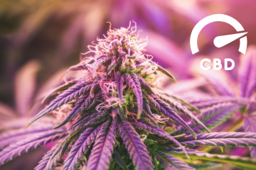 Wie hoch ist der CBD-Gehalt bei Hanf?