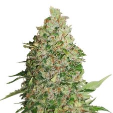 BCN Critical XXL feminizovaná semena 3 ks Seedstockers