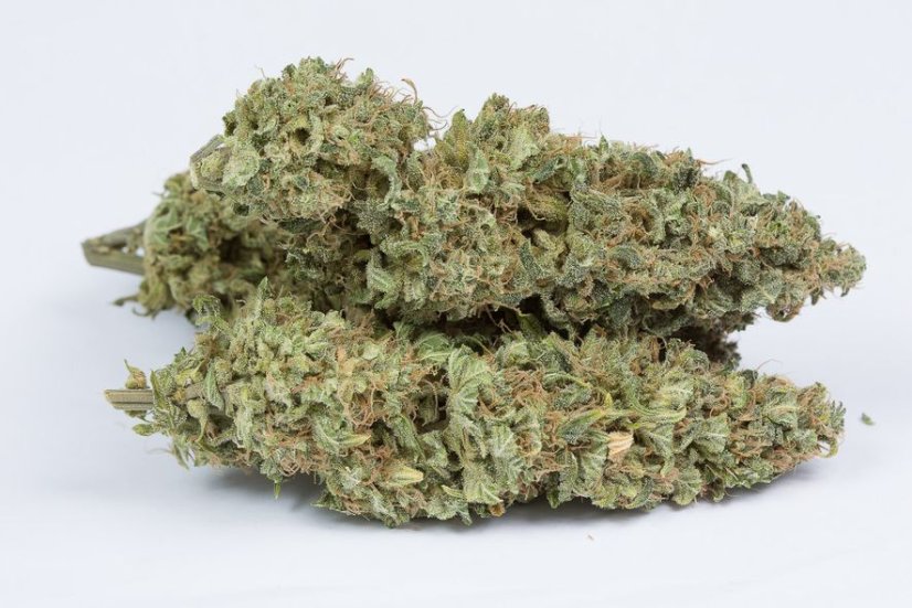O.G. Kush Auto - fem. a autoflowering semienka 3ks Dinafem