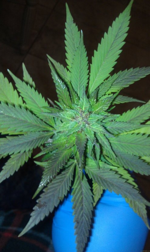 Sour Blueberry - nasiona feminizowane 5 sztuk Humboldt