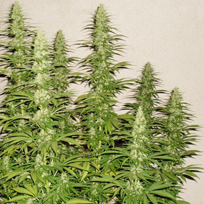 G13 Haze – 3 ks feminizovaná semínka Barney´s Farm