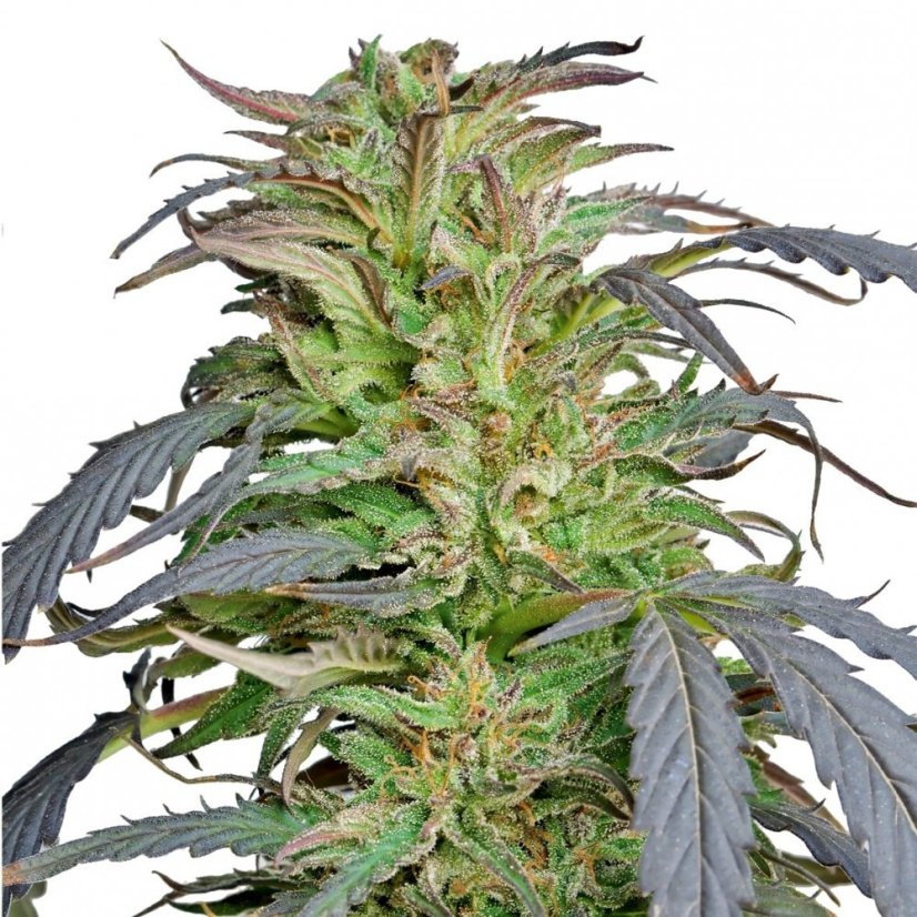 Critical Kush – feminizované semena 10 ks Barney Farms