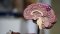CBD and Parkinson's Disease