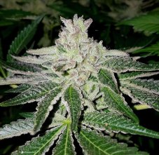 Karma Genetics Orange HeadStash feminizované semená