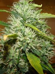LSD - феминизирани семена Barney's Farm 5 бр.