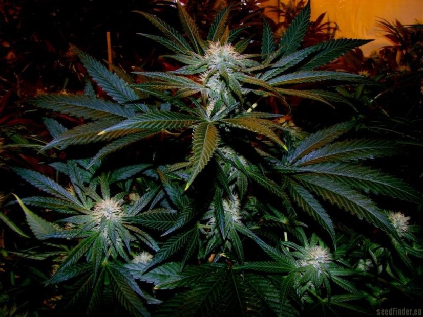 Black Domina - semínka 10 ks standardizovaná Sensi Seeds