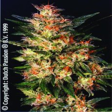 White Widow - feminizované semená 10 ks Dutch Passion