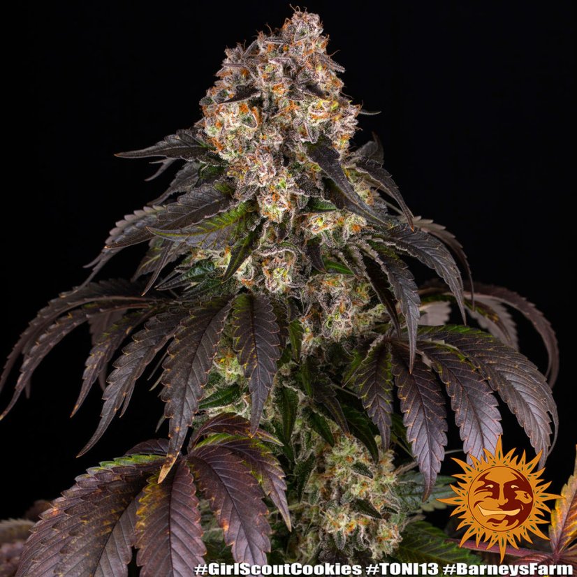 Girl Scout Cookies - феминизирани семена, 5 броя, Barneys Farm