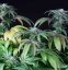 Bubba Kush Auto - fem. a autoflowering semienka 5ks Dinafem