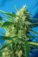 Ice Cool Auto - feminizované a autoflowering semienka 5ks Sweet Seeds