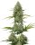 BCN Critical XXL samonakvétací semena 3 ks Seedstockers