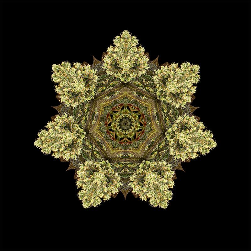 Sour Blueberry - nasiona feminizowane 5 sztuk Humboldt