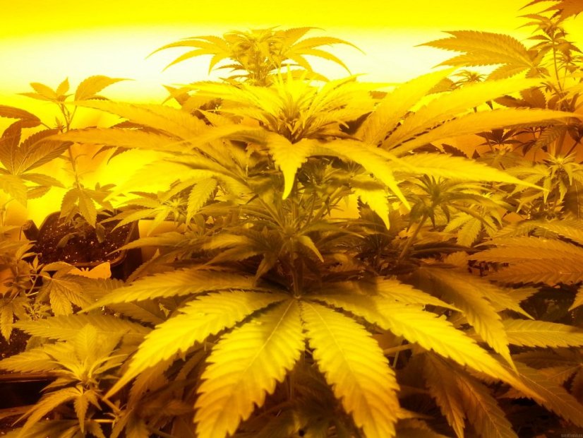 Opium - 10 ks feminizovaná semínka Paradise Seeds