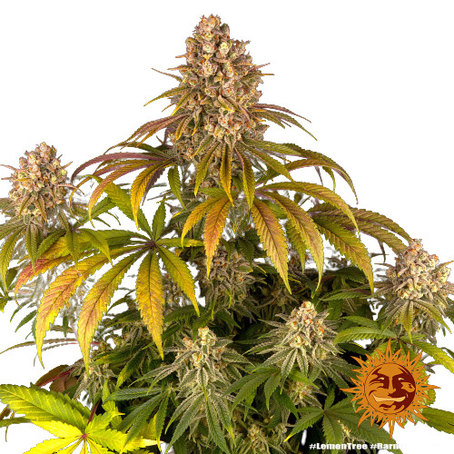 Lemon Tree - semillas feminizadas 5 uds Barney's Farm