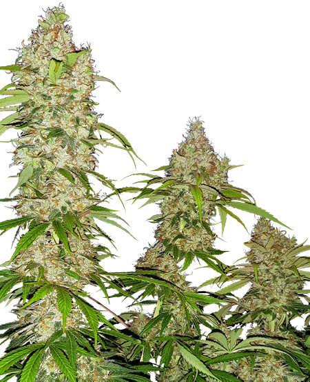Banana Kush Cake - feminizované semienka 3 ks Sensi Seeds
