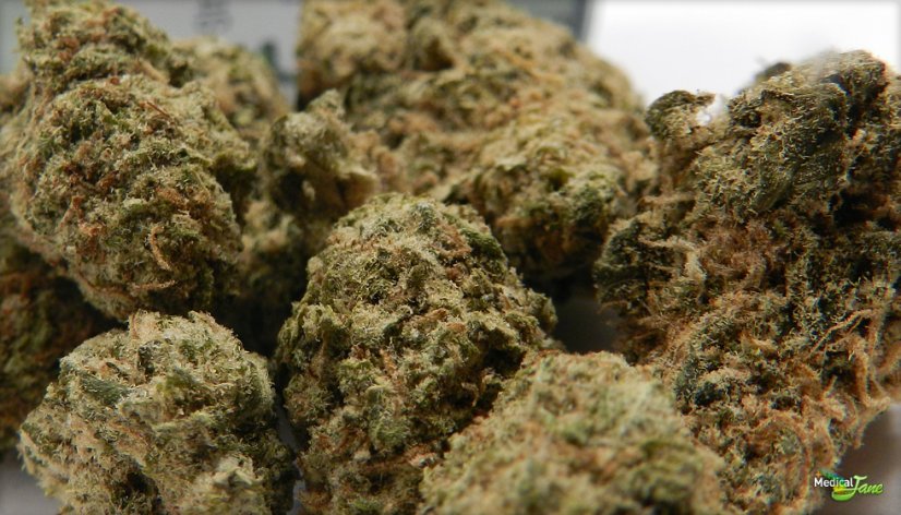 Sensi Star - 10ks feminizované semená Paradise Seeds