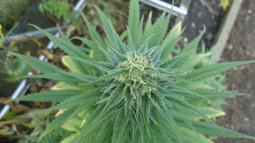 Early Skunk 10 ks štandardizované feminizované semená Sensi Seeds