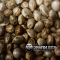 Healing CBD news from Dinafem