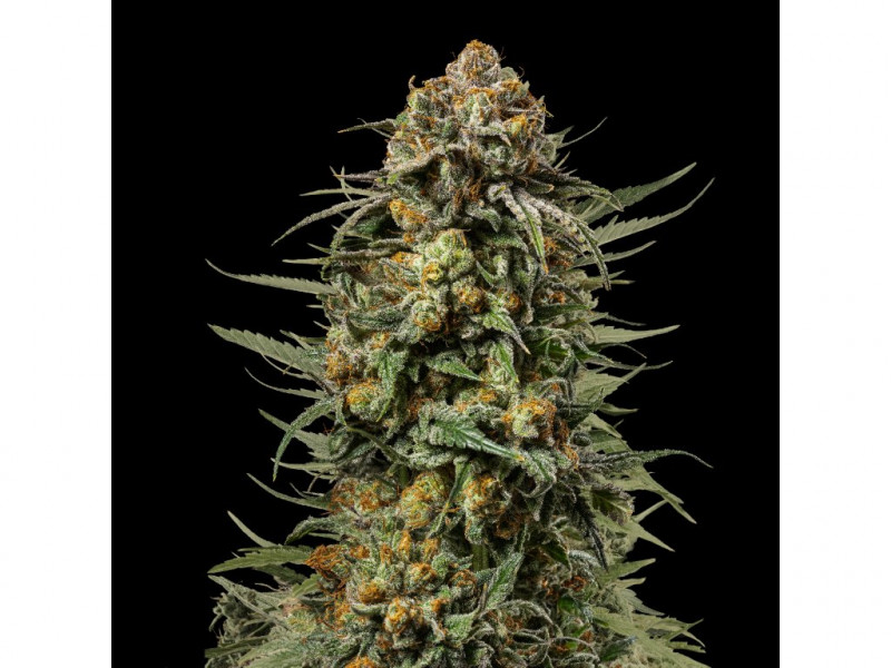 Gelato 44 - feminizované 5ks Royal Queen Seeds x Mike Tyson