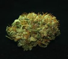 NL5 x Haze - Standardized seeds 18 pcs Mr. Nice
