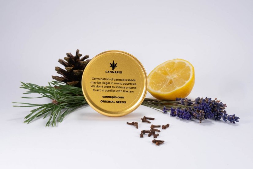 Wellness CBD - feminizovaná semínka 5 ks Cannapio