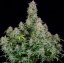 Forbidden Runtz Auto - automatycznie kwitnące nasiona marihuany 3 szt Fast Buds