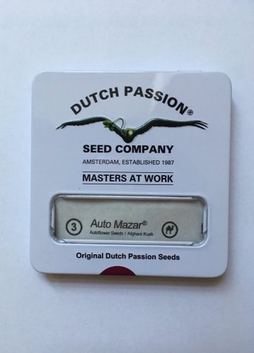 AutoBlueberry - fem. und selbstblühende Samen 3 Stück Dutch Passion
