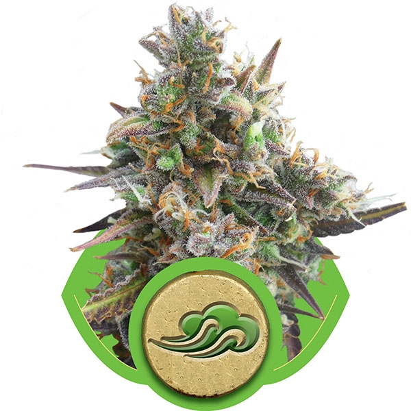 Royal Bluematic - autoflowering zaden 10st Royal Queen zaden