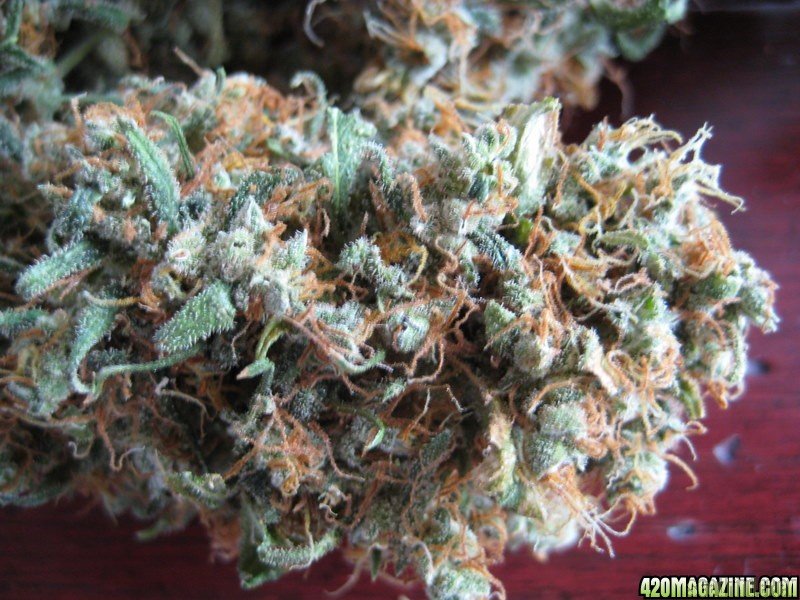 Red Diesel  – feminizovaná semínka 5 ks Barney Farms