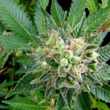Diesel - 10 pieces of feminized Dinaf seeds