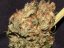 Critical Jack Autoflower - 3 feminized Dinafem seeds