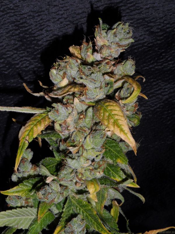 Big Bud - 3 ks feminizovaná semínka Sensi Seeds