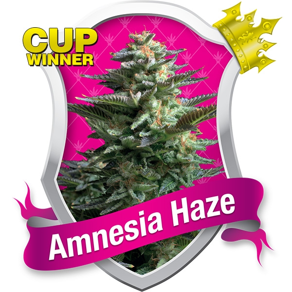 Amnesia Haze - feminizovaná semínka 3 ks Royal Queen Seeds