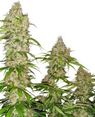Banana Kush Cake - feminisierte Samen 3 Stück Sensi Seeds