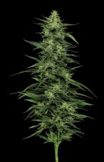 Humboldt Seed Company Limez feminizovaná semena