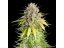 Punch Pie - feminizované 5ks Royal Queen Seeds x Mike Tyson