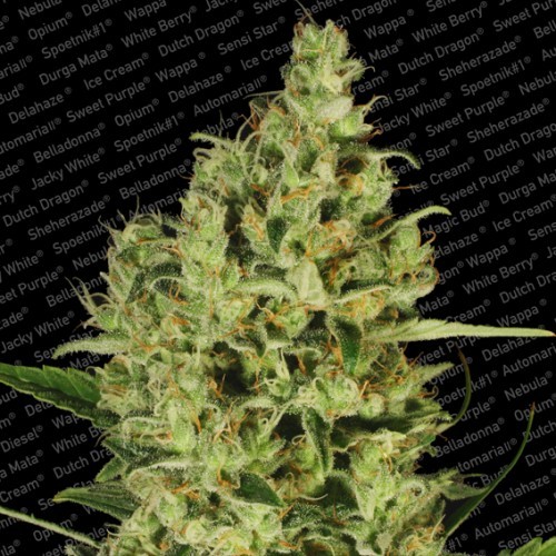 Delahaze - feminizované semená 5 ks Paradise Seeds