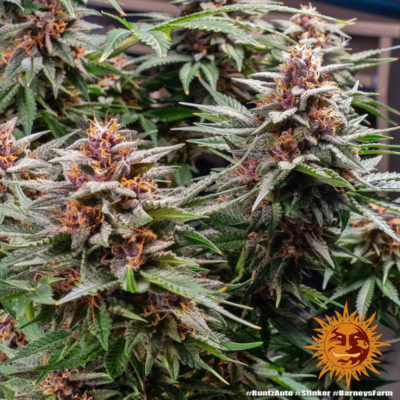 Runtz Auto - autoflowering semená marihuany 5 ks Barney´s Farm