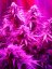 Royal Cheese Automatic - feminized And autoflowering seeds 5 pcs Royal Queen Seeds