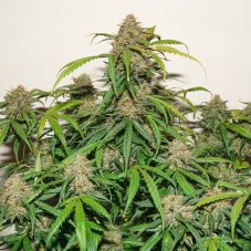 Kerosene Krash autoflower - feminisierte Samen 7 Stck Dutch Passion