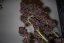 Dark Devil Auto - fem. a autoflowering semienka 10ks Sweet Seeds