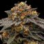 Shimo - feminizovaná semena, 5 ks, Ripper Seeds
