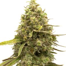 Blimburn Seeds Cherry AK feminizovaná semena