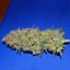 Green Poison Fast Version - feminizované semienka 10ks Sweet Seeds