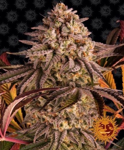 Blue Sunset Sherbert - Feminizovaná semínka 3 ks Barney´s Farm