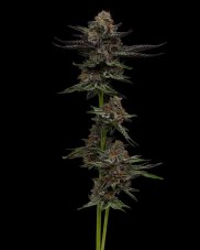 Humboldt Seed Company Vanilla Créme Pie feminisierte Samen